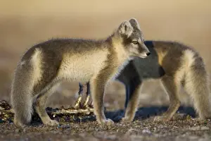 Vulpes Prints: DDE-90033653