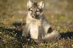 Vulpes Prints: DDE-90033654