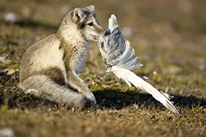 Vulpes Prints: DDE-90033655