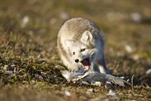 Vulpes Prints: DDE-90033656