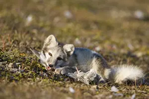 Vulpes Prints: DDE-90033657