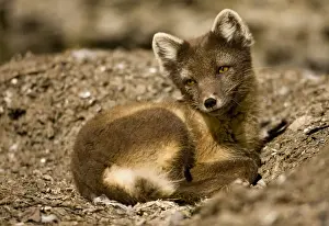 Vulpes Prints: DDE-90033658