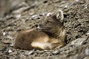 Vulpes Prints: DDE-90033659