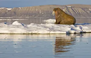 Barents Prints: DDE-90033697