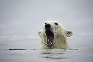 Yawning Prints: DDE-90033759