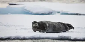 Seal Prints: DDE-90033791