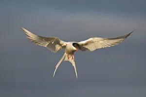Hovering Collection: DDE-90033942