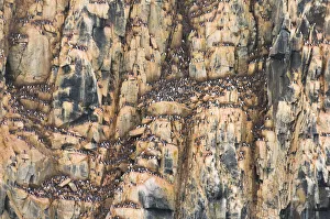 Guillemot Collection: DDE-90034009