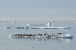 Guillemot Collection: DDE-90034011