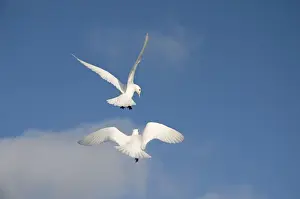 Seagull Prints: DDE-90034021