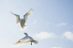 Landing Prints: DDE-90034022