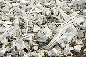 Remains Prints: DDE-90034034