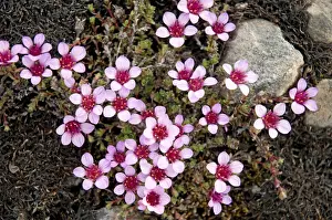 Blooming Prints: DDE-90034040