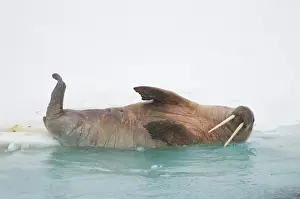 Flipper Prints: DDE-90034044
