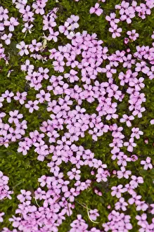 Blooming Prints: DDE-90034060