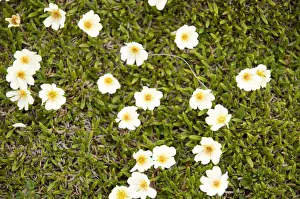 Blooming Prints: DDE-90034080