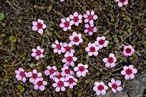 Blooming Prints: DDE-90034084