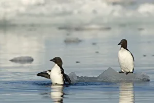 Guillemot Collection: DDE-90034087