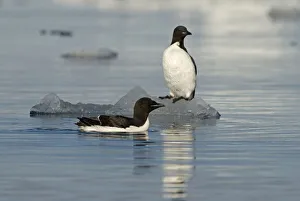 Guillemot Collection: DDE-90034088
