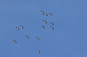 Aves Collection: DDE-90034096