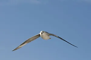 Fulmar Collection: DDE-90034109