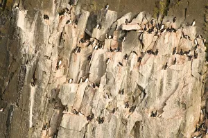 Guillemot Collection: DDE-90034116