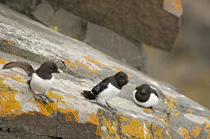 Aves Collection: DDE-90034127