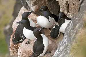 Guillemot Collection: DDE-90034130