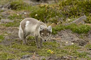 Lagopus Prints: DDE-90034136