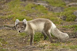 Lagopus Prints: DDE-90034138