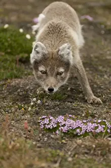 Lagopus Prints: DDE-90034141