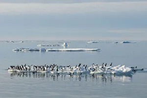 Guillemot Collection: DDE-90034157
