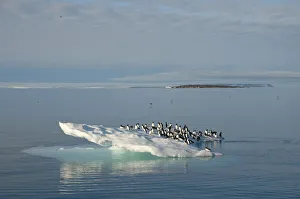 Guillemot Collection: DDE-90034158