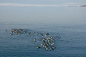 Guillemot Collection: DDE-90034159