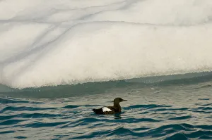 Guillemot Collection: DDE-90034165