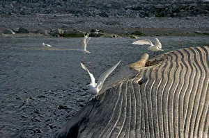 Aves Collection: DDE-90034170