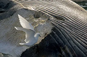 Aves Collection: DDE-90034171