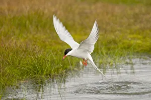 Aves Collection: DDE-90034193