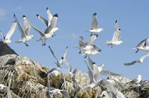 Aves Collection: DDE-90034215