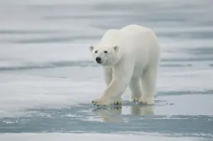 Nanook Prints: DDE-90034224