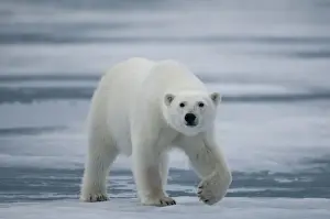Nanook Prints: DDE-90034225