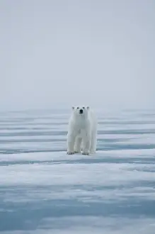Nanook Prints: DDE-90034226