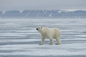 Nanook Prints: DDE-90034227