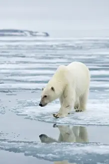 Nanook Prints: DDE-90034228