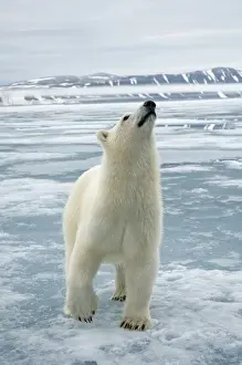 Nanook Prints: DDE-90034229