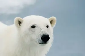 Nanook Prints: DDE-90034230