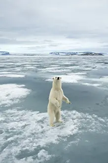 Nanook Prints: DDE-90034231