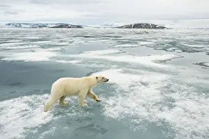 Nanook Prints: DDE-90034232