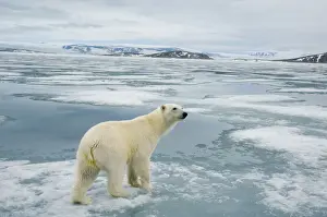 Nanook Prints: DDE-90034235