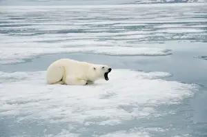 Nanook Prints: DDE-90034238
